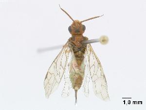  (Macroxyelinae - DEI-GISHym4780)  @14 [ ] Copyright (2010) Senckenberg Deutsches Entomologisches Institut Senckenberg Deutsches Entomologisches Institut
