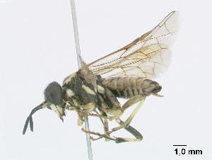  ( - DEI-GISHym4865)  @12 [ ] Copyright (2010) Senckenberg Deutsches Entomologisches Institut Senckenberg Deutsches Entomologisches Institut
