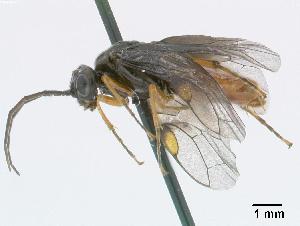 (Nematinus fuscipennis - DEI-GISHym4867)  @14 [ ] Copyright (2010) Senckenberg Deutsches Entomologisches Institut Senckenberg Deutsches Entomologisches Institut