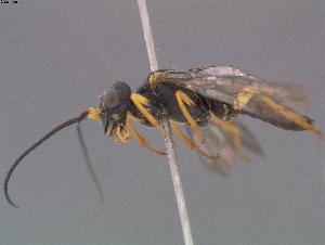  (Pamphilius fumipennis - DEI-GISHym11117)  @13 [ ] Copyright (2011) Senckenberg DEI Senckenberg DEI