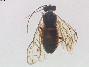  (Cephalcia annulicornis - DEI-GISHym11823)  @13 [ ] Copyright (2011) Senckenberg DEI Senckenberg DEI