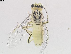  ( - DEI-GISHym11719)  @11 [ ] Copyright (2011) Senckenberg DEI Senckenberg DEI