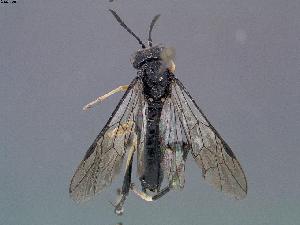  (Macrophya arpaklena - DEI-GISHym16492)  @14 [ ] Copyright (2011) Senckenberg DEI Senckenberg DEI
