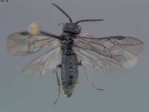  ( - DEI-GISHym11419)  @12 [ ] Copyright (2011) Senckenberg Deutsches Entomologisches Institut Senckenberg Deutsches Entomologisches Institut