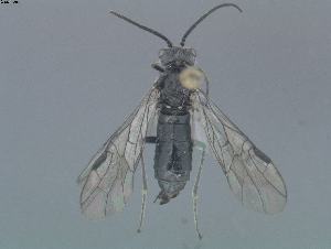  ( - DEI-GISHym11550)  @13 [ ] Copyright (2011) Senckenberg Deutsches Entomologisches Institut Senckenberg Deutsches Entomologisches Institut