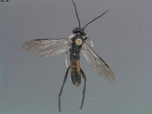  (Macrophya oedipus - DEI-GISHym18051)  @13 [ ] Copyright (2012) Senckenberg DEI Senckenberg DEI