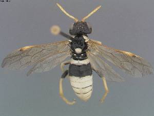  (Tenthredo flavipennis - DEI-GISHym18083)  @14 [ ] Copyright (2012) Senckenberg DEI Senckenberg DEI