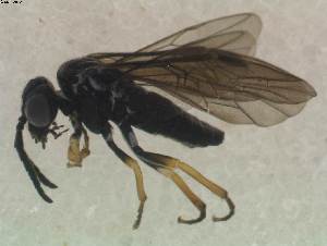  ( - DEI-GISHym15856)  @12 [ ] Copyright (2012) Senckenberg DEI Senckenberg DEI