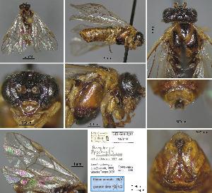  (Anoplonyx lariciphagus - DEI-GISHym15419)  @11 [ ] CreativeCommons - Attribution Share-Alike (2020) Unspecified Senckenberg Deutsches Entomologisches Institut