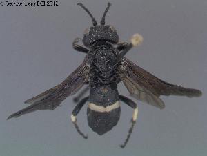  (Tenthredo bifasciata bifasciata - DEI-GISHym20008)  @13 [ ] Copyright (2012) Senckenberg Deutsches Entomologisches Institut Senckenberg Deutsches Entomologisches Institut