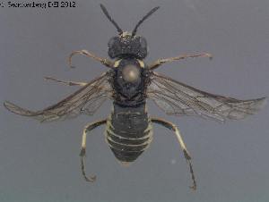  ( - DEI-GISHym20126)  @12 [ ] Copyright (2012) Senckenberg Deutsches Entomologisches Institut Senckenberg Deutsches Entomologisches Institut