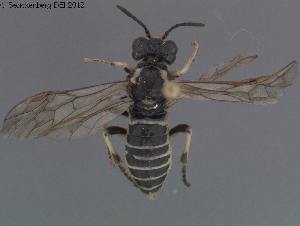  ( - DEI-GISHym20129)  @13 [ ] Copyright (2012) Senckenberg Deutsches Entomologisches Institut Senckenberg Deutsches Entomologisches Institut