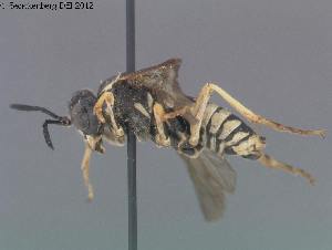  ( - DEI-GISHym20183)  @12 [ ] Copyright (2012) Senckenberg Deutsches Entomologisches Institut Senckenberg Deutsches Entomologisches Institut
