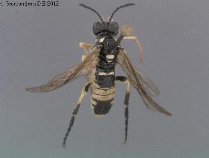  ( - DEI-GISHym20184)  @13 [ ] Copyright (2012) Senckenberg Deutsches Entomologisches Institut Senckenberg Deutsches Entomologisches Institut