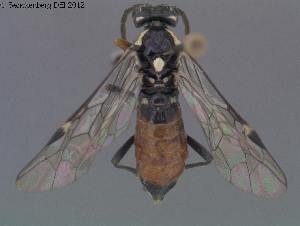  ( - DEI-GISHym18569)  @13 [ ] Copyright (2012) Senckenberg Deutsches Entomologisches Institut Senckenberg Deutsches Entomologisches Institut