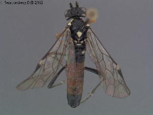  ( - DEI-GISHym18572)  @12 [ ] Copyright (2012) Senckenberg Deutsches Entomologisches Institut Senckenberg Deutsches Entomologisches Institut