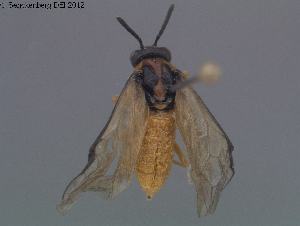  ( - DEI-GISHym20303)  @11 [ ] Copyright (2012) Senckenberg Deutsches Entomologisches Institut Senckenberg Deutsches Entomologisches Institut