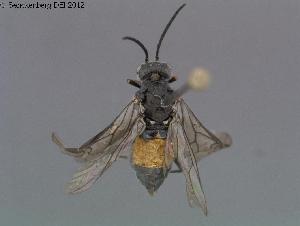  ( - DEI-GISHym20409)  @13 [ ] Copyright (2012) Senckenberg Deutsches Entomologisches Institut Senckenberg Deutsches Entomologisches Institut