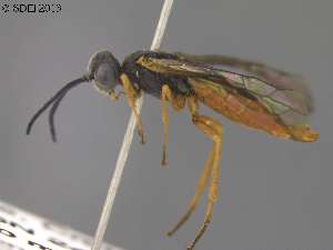  ( - DEI-GISHym20649)  @13 [ ] Copyright (2013) Senckenberg DEI Senckenberg DEI