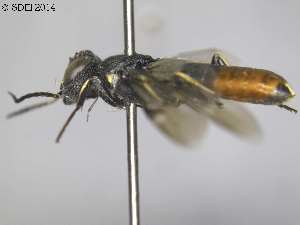  (Orussus coreanus - DEI-GISHym21123)  @11 [ ] Copyright (2014) Senckenberg DEI Senckenberg DEI