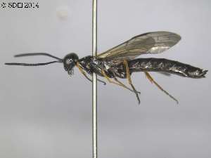  (Phylloecus nigritus - DEI-GISHym21178)  @13 [ ] Copyright (2014) Senckenberg DEI Senckenberg DEI