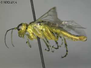  ( - DEI-GISHym21565)  @11 [ ] Copyright (2014) Senckenberg DEI Senckenberg DEI