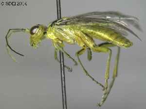  ( - DEI-GISHym21569)  @11 [ ] Copyright (2014) Senckenberg DEI Senckenberg DEI