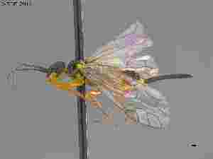  (Xyela 018 USA monophyllae - DEI-GISHym5296)  @13 [ ] Copyright (2014) Senckenberg DEI Senckenberg DEI