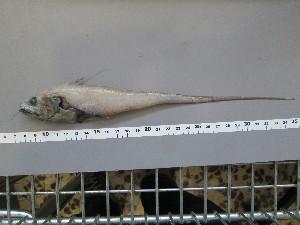  (Gadomus longifilis - GAL001)  @13 [ ] Unspecified (default): All Rights Reserved  Unspecified Unspecified
