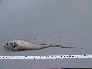  ( - GAL002)  @13 [ ] Unspecified (default): All Rights Reserved  Unspecified Unspecified