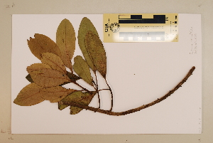  ( - CNS_CC_6079_B4)  @11 [ ] Unspecified (default): All Rights Reserved  Australia Tropical Herbarium Unspecified