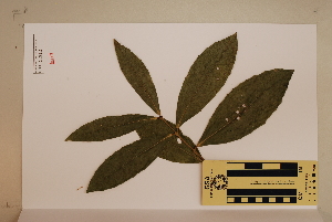  (Wilkiea angustifolia - CNS_CC_6076_B12)  @11 [ ] Copyright (2010) CSIRO, Queensland Government and James Cook University CSIRO, Queensland Government and James Cook University