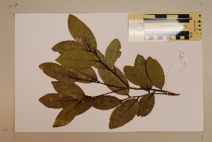  (Xanthophyllum octandrum - CNS_CC_6077_B5)  @11 [ ] Copyright (2010) CSIRO, Queensland Government and James Cook University CSIRO, Queensland Government and James Cook University