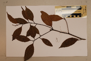 (Cryptocarya densiflora - CNS_CC_6077_B1)  @11 [ ] Copyright (2010) CSIRO, Queensland Government and James Cook University CSIRO, Queensland Government and James Cook University