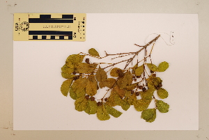  (Morinda reticulata - CNS_CC_P_6081_A12)  @11 [ ] Unspecified (default): All Rights Reserved  Australia Tropical Herbarium Unspecified