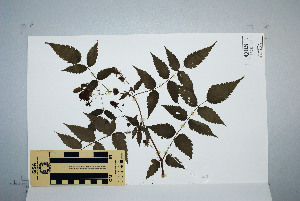  (Rubus queenslandicus - CNS_CC_K_B12)  @11 [ ] Unspecified (default): All Rights Reserved  Australia Tropical Herbarium Unspecified