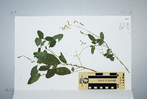  (Desmodium tortuosum - CNS_CC_P_6081_E6)  @11 [ ] Unspecified (default): All Rights Reserved  Australia Tropical Herbarium Unspecified