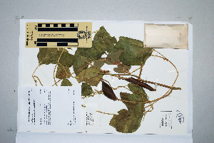 ( - CNS_CC_N_C1)  @11 [ ] Unspecified (default): All Rights Reserved  Australia Tropical Herbarium Unspecified