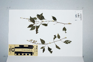  (Orthosiphon aristatus - CNS_CC_P_6081_A4)  @11 [ ] Unspecified (default): All Rights Reserved  Australia Tropical Herbarium Unspecified