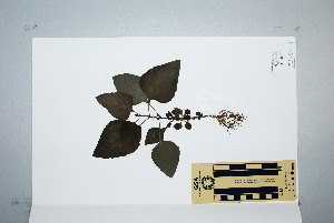  (Adenostemma macrophyllum - CNS_CC_K_A6)  @13 [ ] Unspecified (default): All Rights Reserved  Australia Tropical Herbarium Unspecified