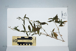  (Hypoestes floribunda - CNS_CC_P_6081_F3)  @12 [ ] Unspecified (default): All Rights Reserved  Australia Tropical Herbarium Unspecified