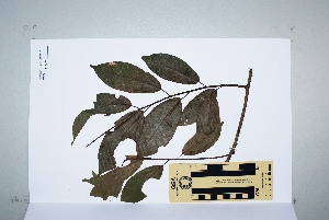  ( - CNS_CC_P_6081_G5)  @11 [ ] Unspecified (default): All Rights Reserved  Australia Tropical Herbarium Unspecified