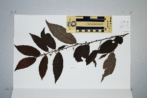  (Hexaspora - CNS_CC_N_G2)  @11 [ ] Unspecified (default): All Rights Reserved  Australia Tropical Herbarium Unspecified