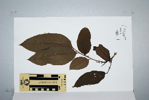 (Dysoxylum pumilum - CNS_CC_M_E10)  @11 [ ] Unspecified (default): All Rights Reserved  Australia Tropical Herbarium Unspecified