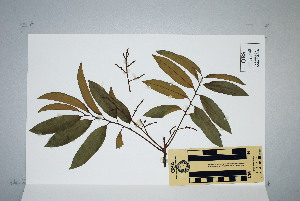  (Castanospora alphandii - CNS_CC_K_H9)  @13 [ ] Unspecified (default): All Rights Reserved  Australia Tropical Herbarium Unspecified