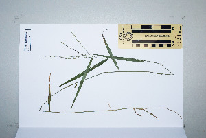  (Ottochloa nodosa - CNS_CC_N_C3)  @11 [ ] Unspecified (default): All Rights Reserved  Australia Tropical Herbarium Unspecified