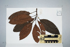  (Opisthiolepis - CNS_CC_6079_A5)  @11 [ ] Unspecified (default): All Rights Reserved  Australia Tropical Herbarium Unspecified