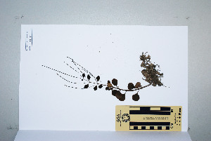  (Peperomia blanda var. floribunda - CNS_CC_P_6081_D10)  @11 [ ] Unspecified (default): All Rights Reserved  Australia Tropical Herbarium Unspecified