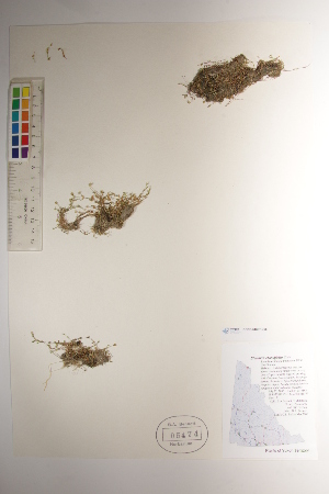  ( - CCDB-34697-C06)  @11 [ ] CreativeCommons - Attribution (2019) CBG Photography Group Centre for Biodiversity Genomics