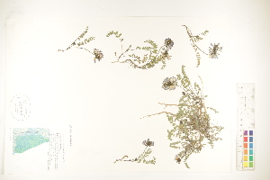  ( - CCDB-25849-B11)  @11 [ ] CreativeCommons - Attribution (2019) CBG Photography Group Centre for Biodiversity Genomics